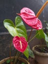 Anthurium andraeanum